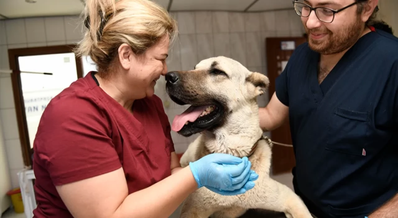 Muratpaşa Belediyesi, kamyonet arkasında sürüklenen köpeği kurtardı