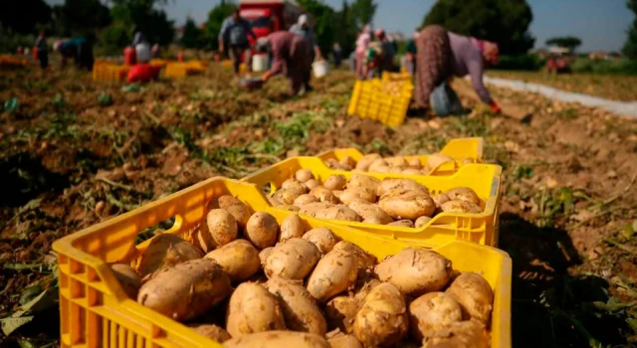 Tarladaki patatesin kilosu 9 lira