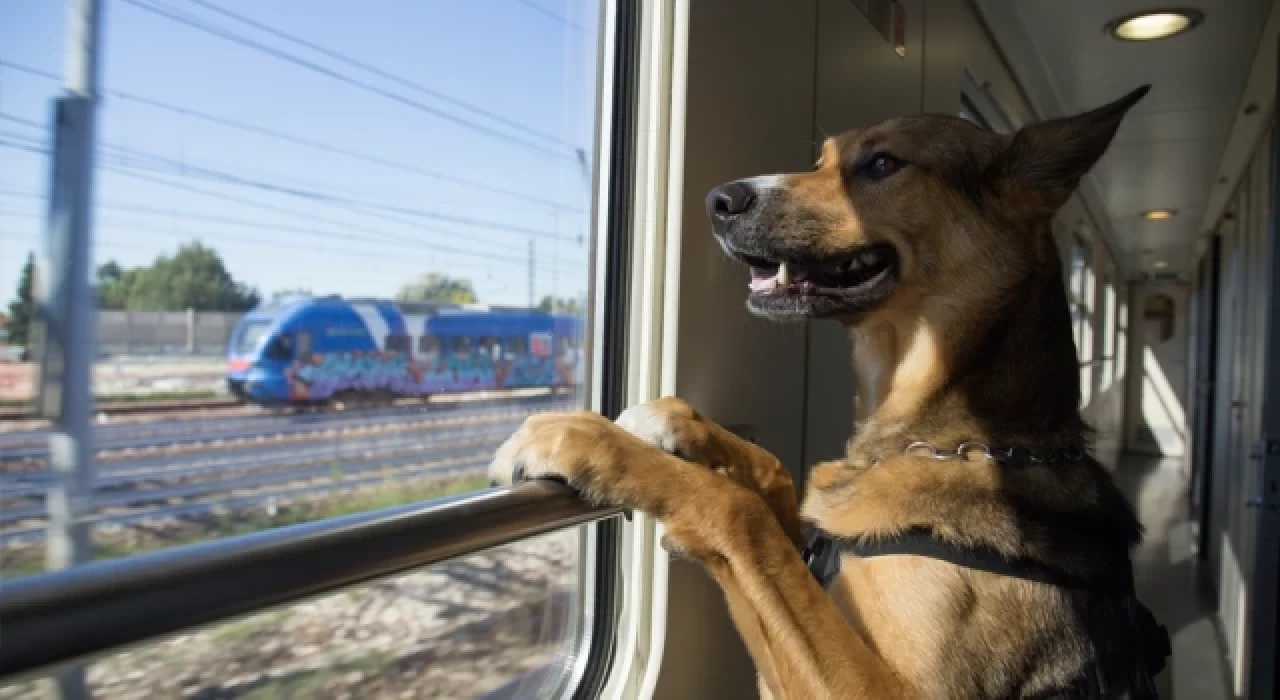 İtalyan tren operatörü artık köpeklere de bilet satıyor