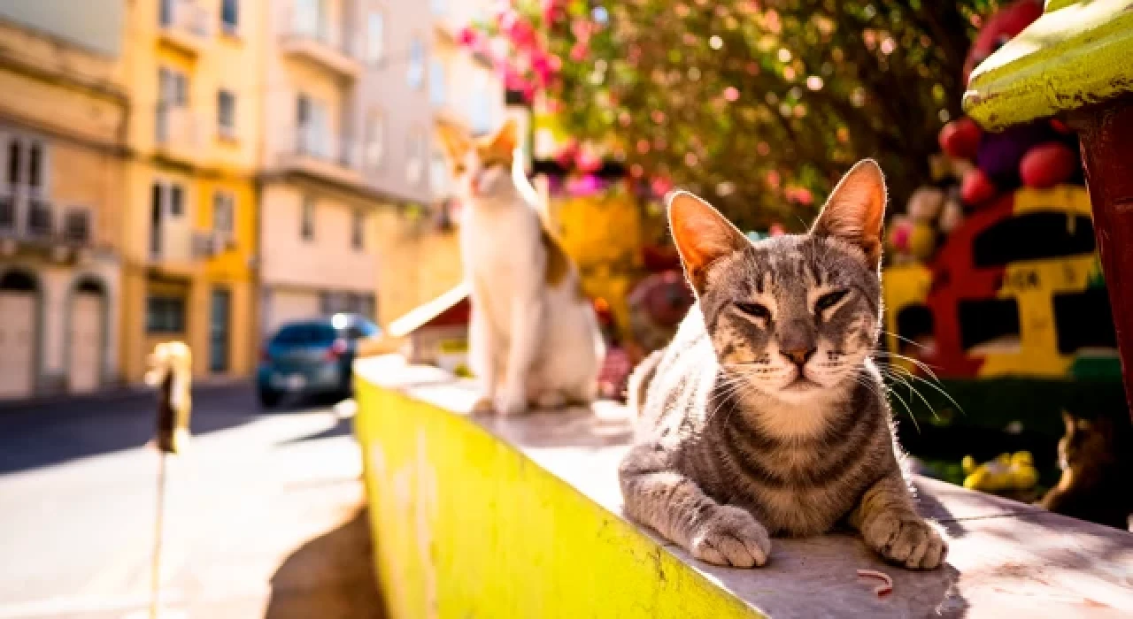 Kedi ölümlerine yol açan salgın iddiasına Adalar Belediyesi'nden yalanlama