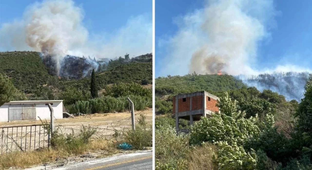 Aydın’da orman yangını çıktı