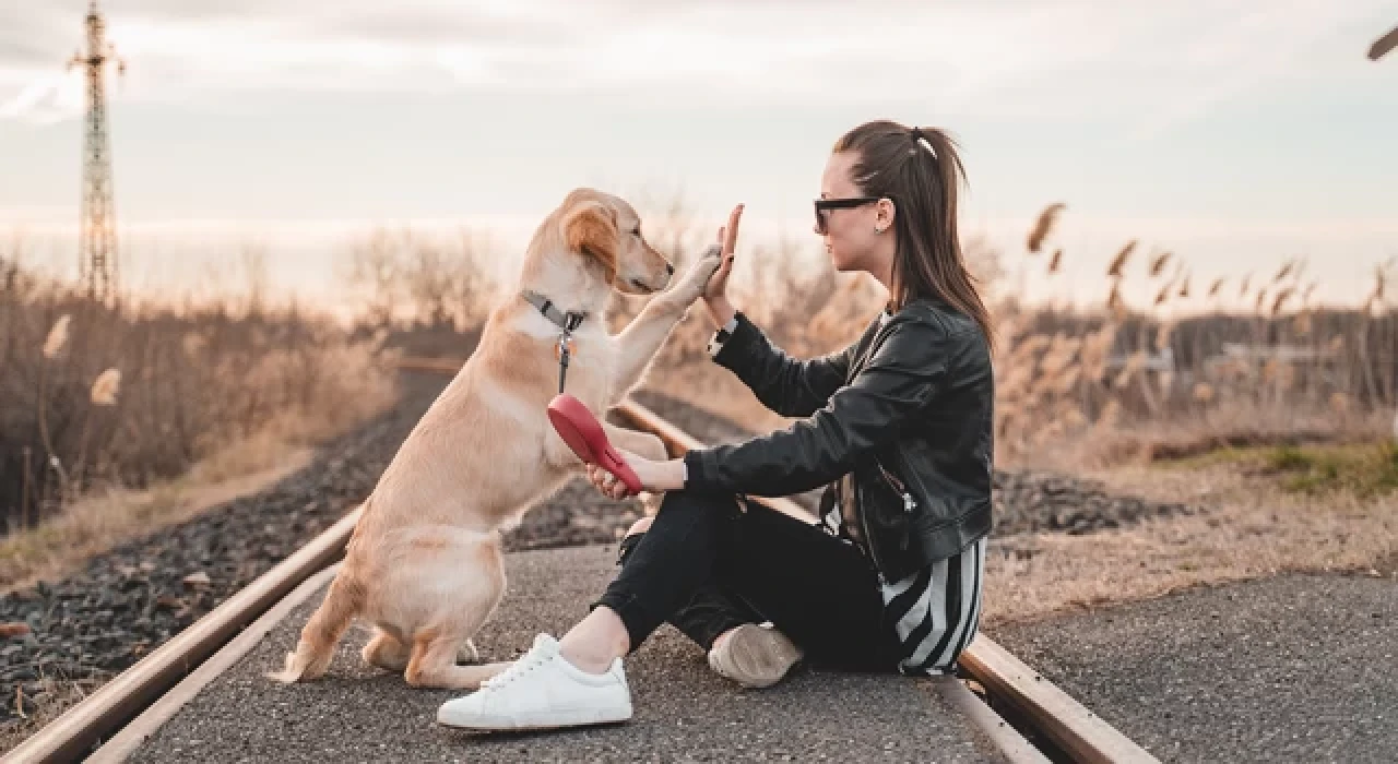 Köpekler niyetimizi anlıyorlar mı?