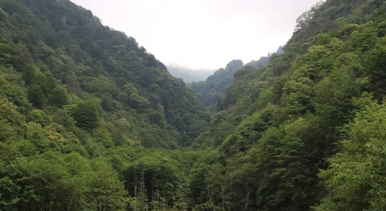 Rize’de ormanlara giriş-çıkış yasaklandı