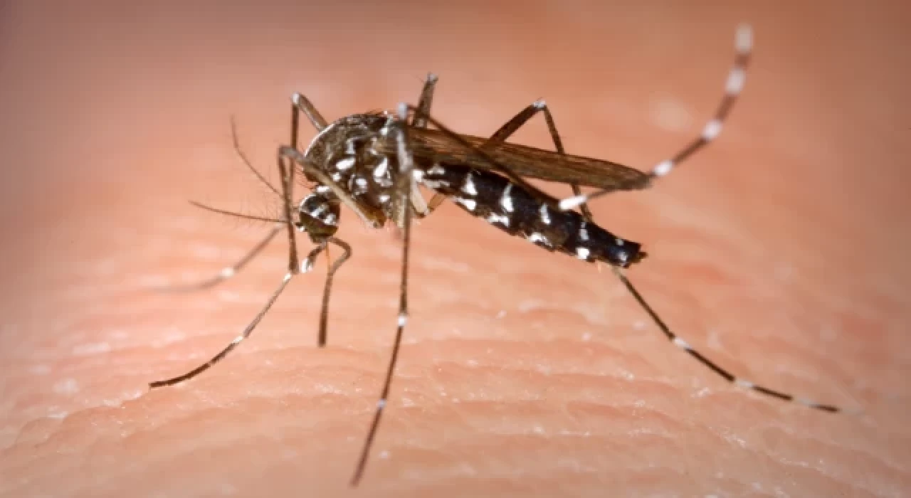 Aedes sivrisineğinden bulaşan virüsler