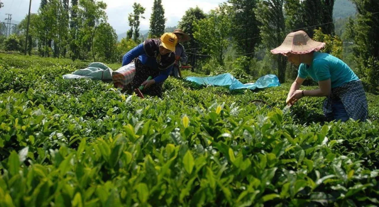 Çaykur, dekar başına 500 kilo yaş çay alımı gerçekleştirecek