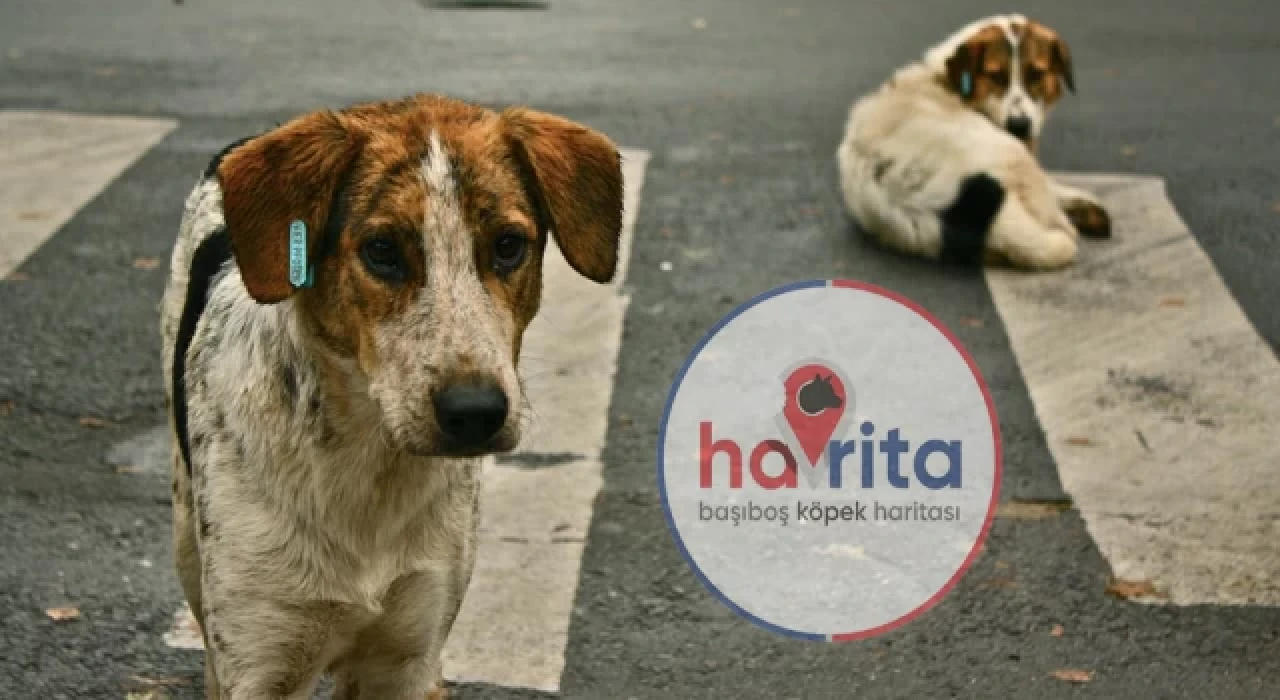 Havrita sokak köpeklerinin katledildiği bir uygulama mı?