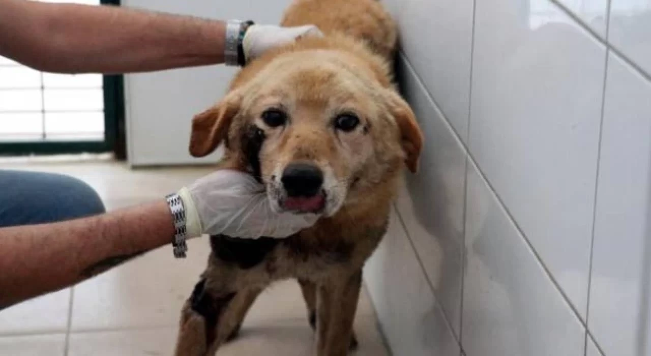 Köpeğini arabasının arkasına bağlayıp sürükleyen emekli öğretmene 2 bin lira ceza