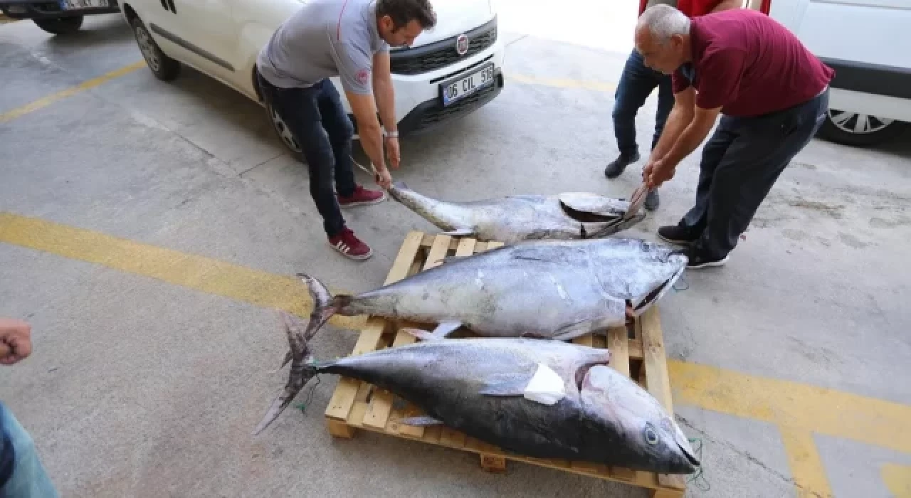 Muğla'da kaçak olarak avlanan 3 orkinos imha edildi