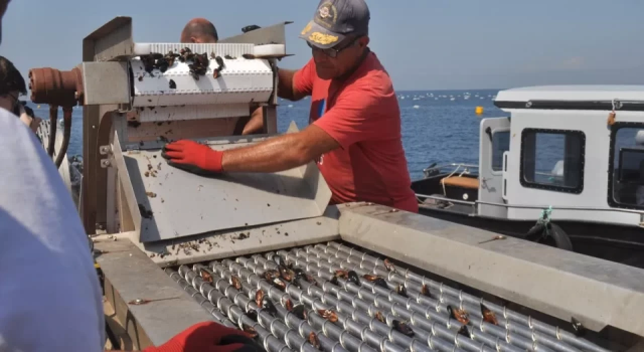 Türkiye'nin ilk organik midye hasadı Yalova'da yapıldı