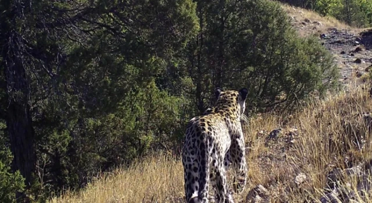 Anadolu leoparı bir kez daha görüntülendi