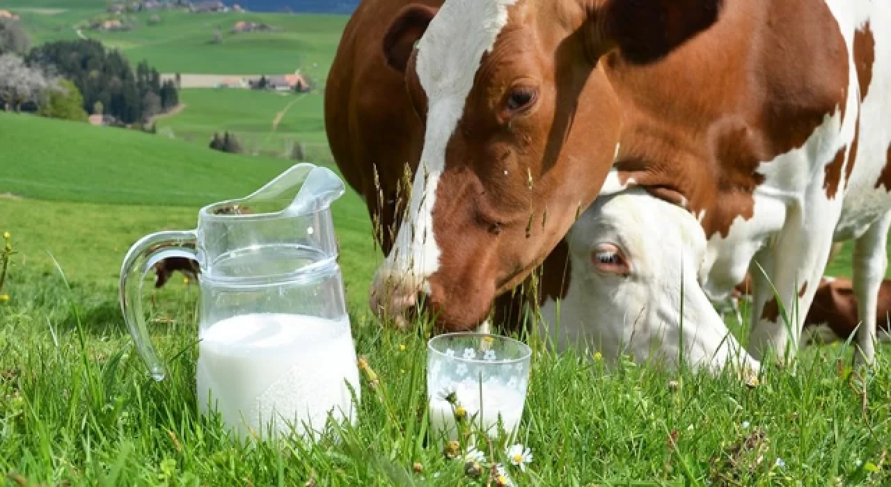 Çiftçiler zarar edince inekler kesime gitti: Süt krizi kapıda