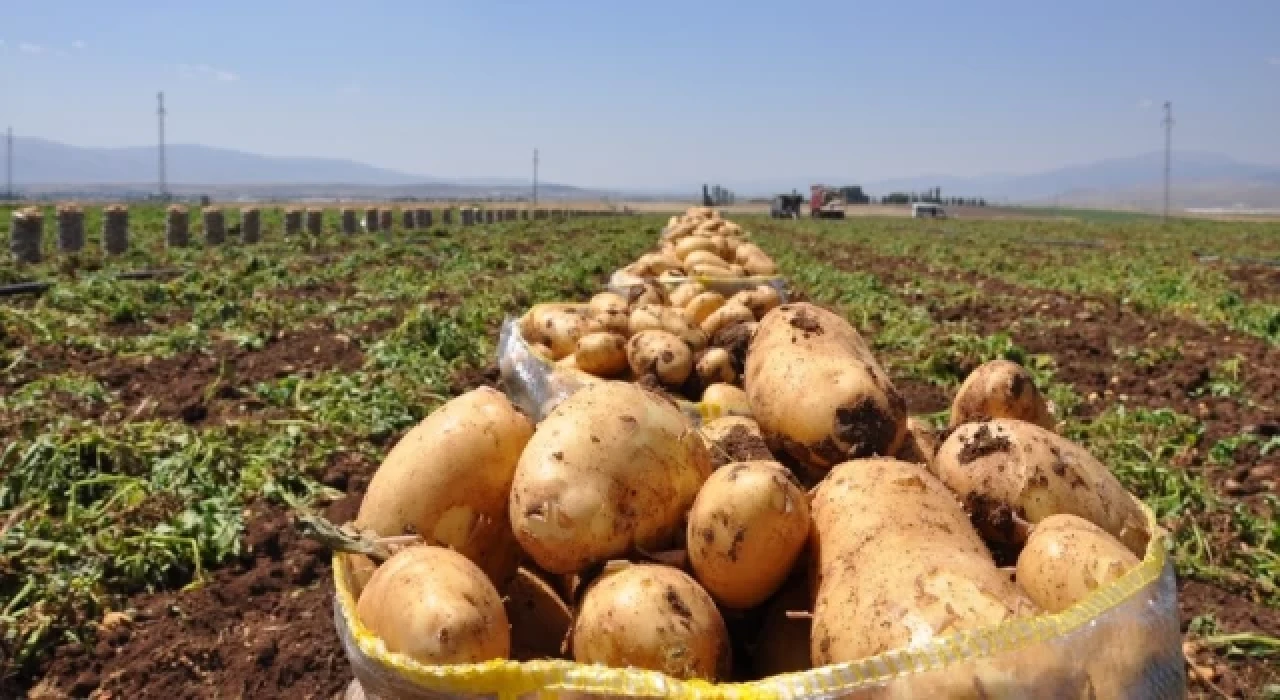 Patates hasadı başladı; 40 bin ton rekolte bekleniyor