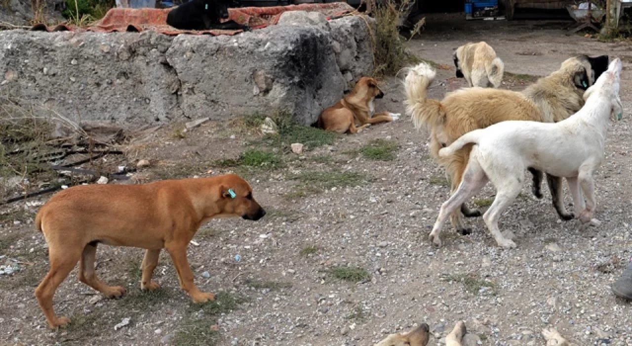 Sokaktaki dostlarımız için Kars'ta barınak