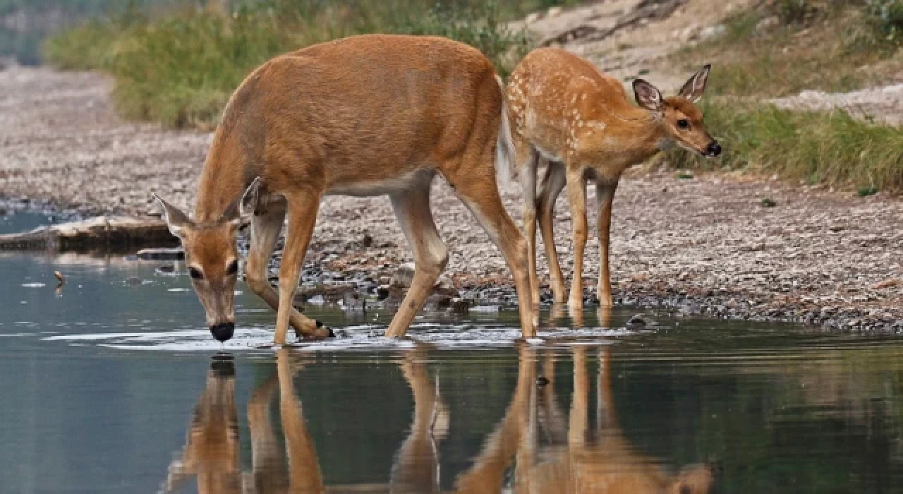 WWF: Yaban hayatı popülasyonunda yüzde 69 düşüş var