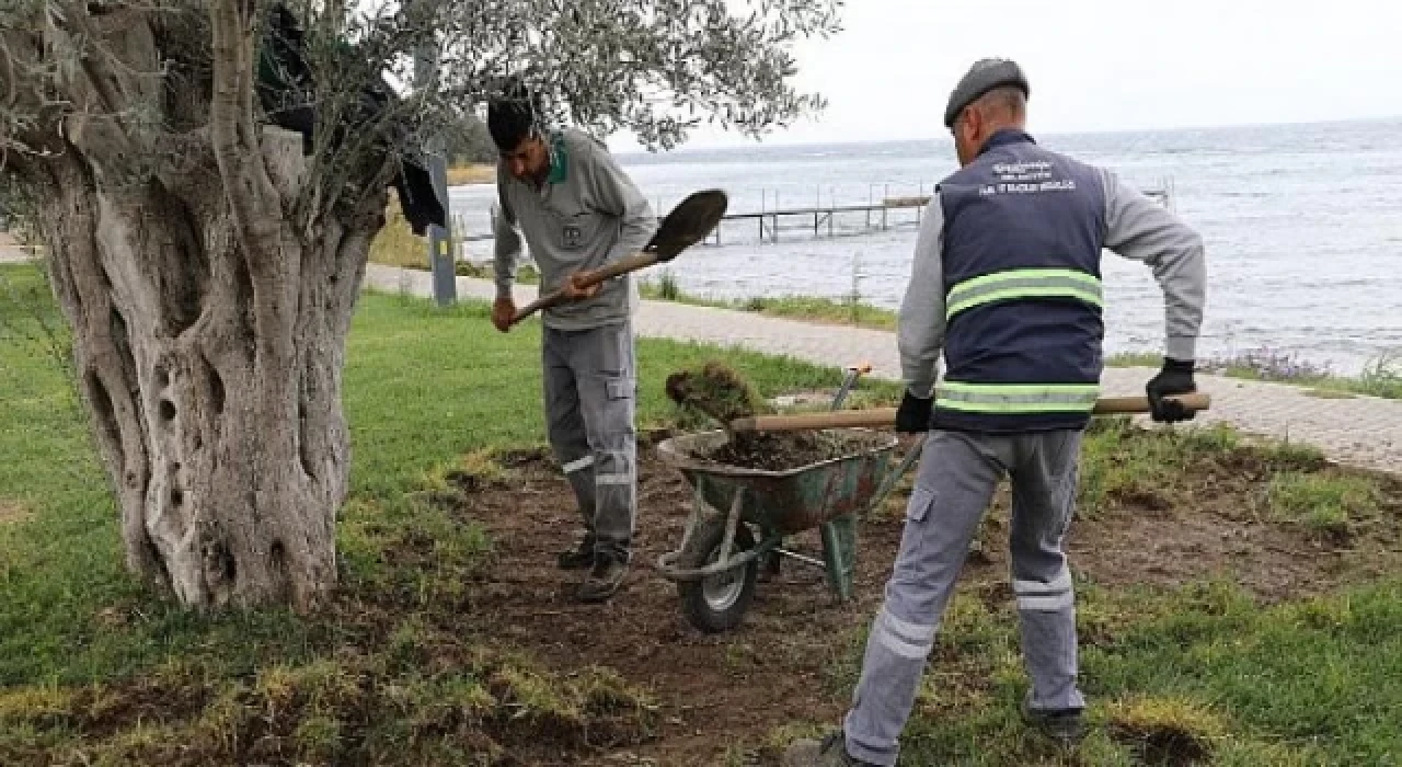 Burhaniye’de Domuzlar Sahili Talan Etti