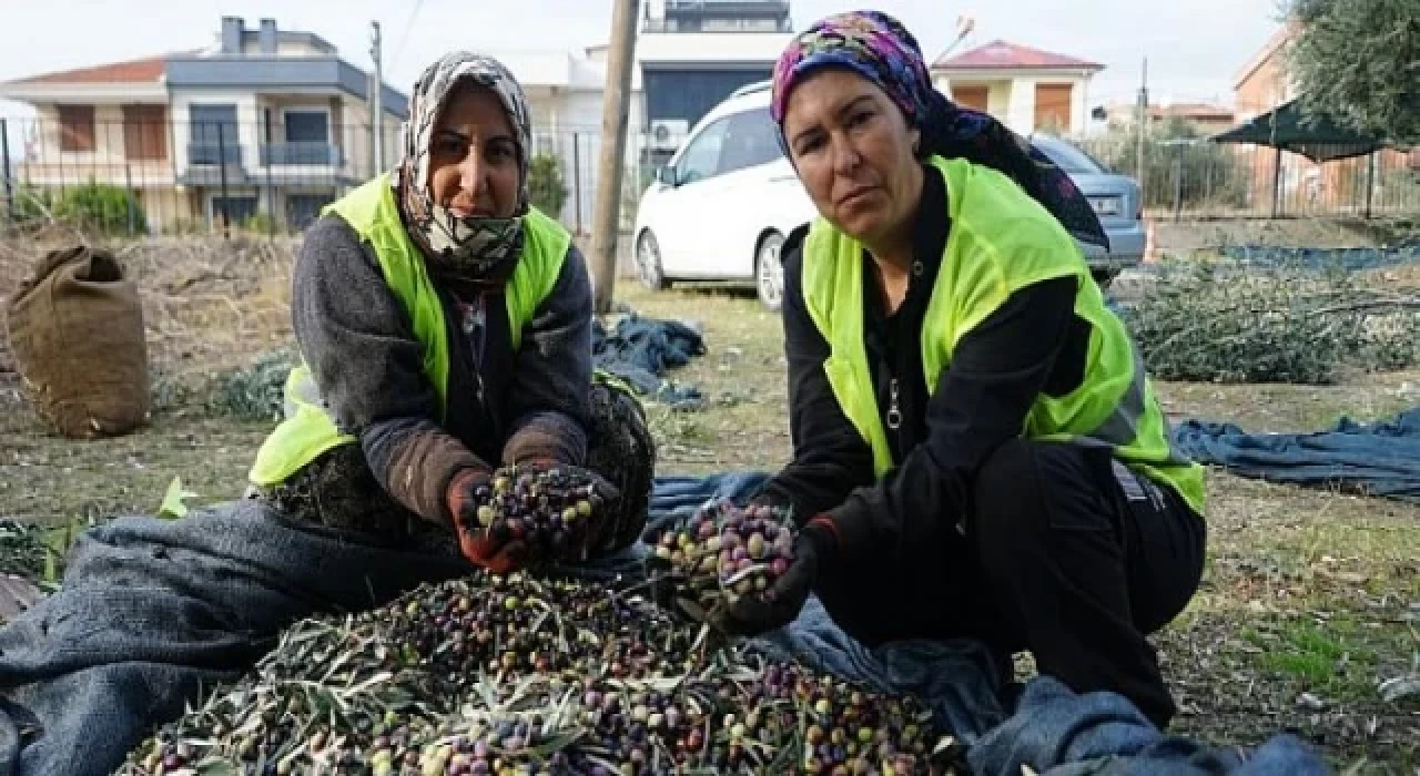 Edremit Belediyesi’nin Zeytinleri Hasat Ediliyor