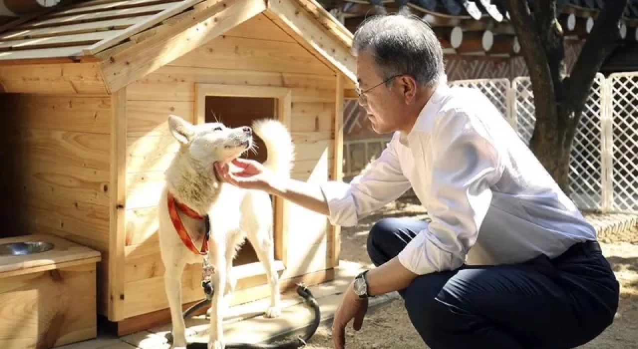 Kim Jong-Un tarafından hediye edilen köpek Güney Kore'de kriz yarattı!