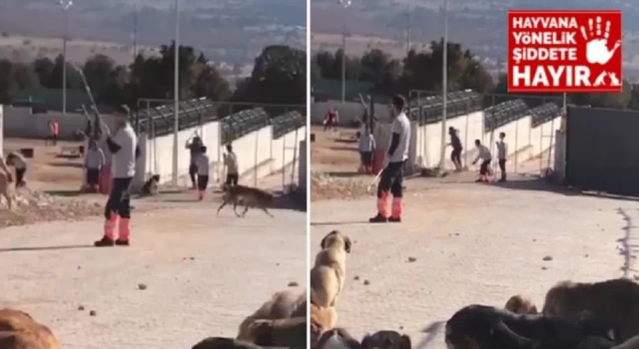 Konya'da köpek katliamı var!