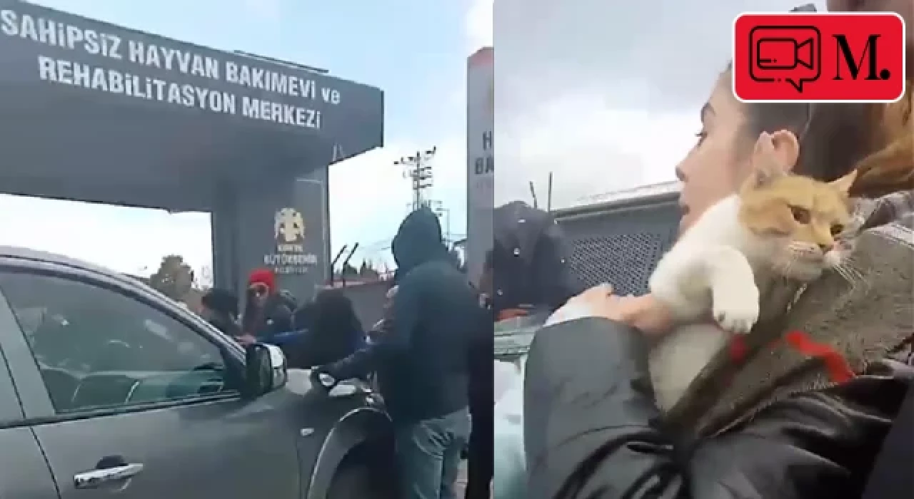 Konya'da önce köpekler, şimdi de kediler!