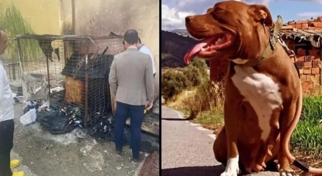 Pitbull cinsi köpeği kafesinde yakarak öldüren kişiye 6 yıla kadar hapis istemi