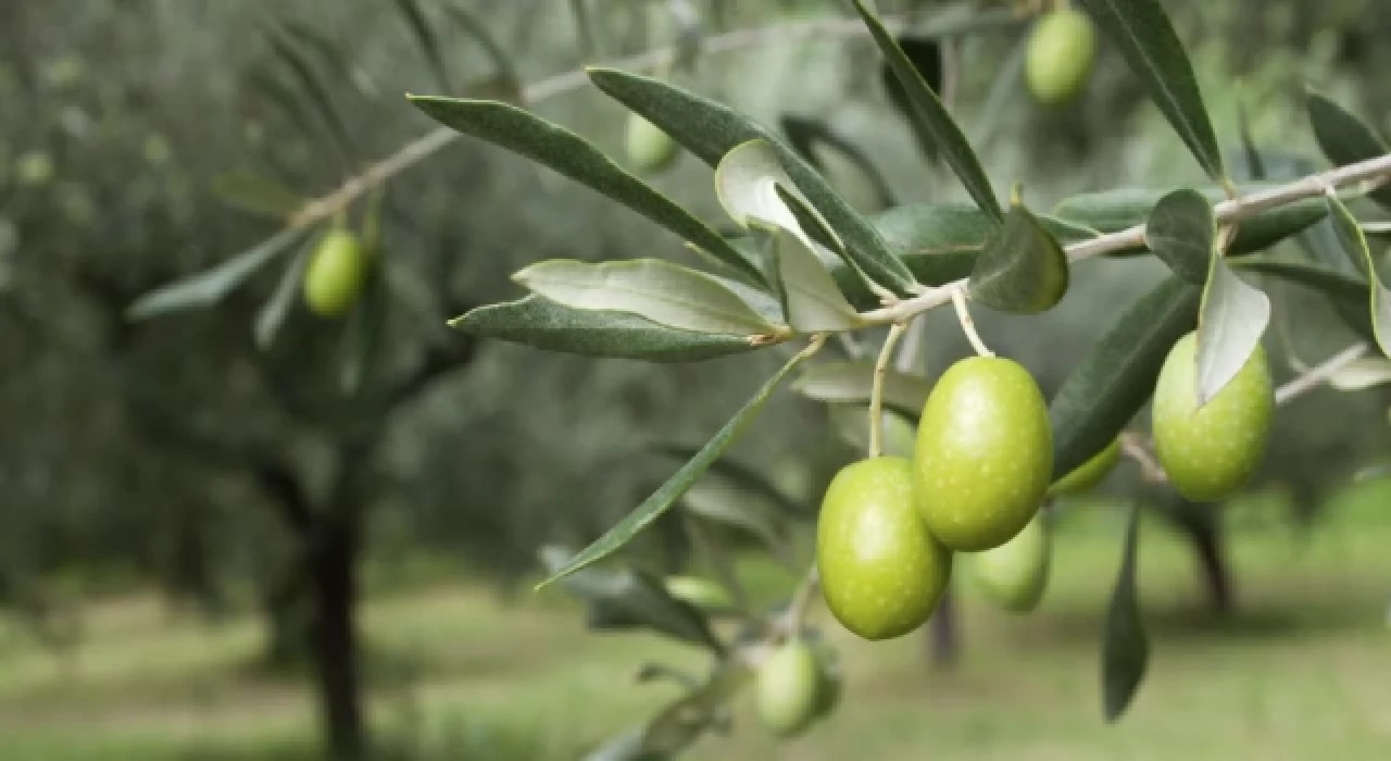 140 yıllık zeytin ağacı 8 bin dolara satışa çıkarıldı