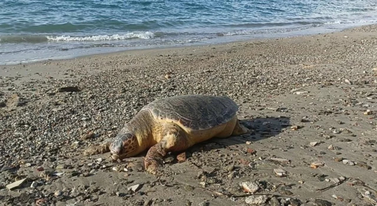 Caretta caretta ölü hâlde Bodrum’da sahile vurdu