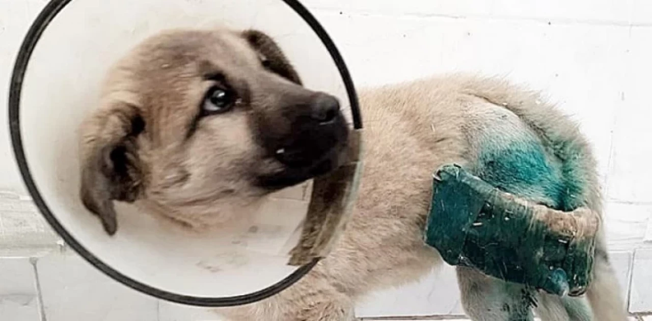 HRÜ Hayvan Hastanesi’nden Köpeklerin Uzun Kemik Kırıklarına Yeni Yaklaşım