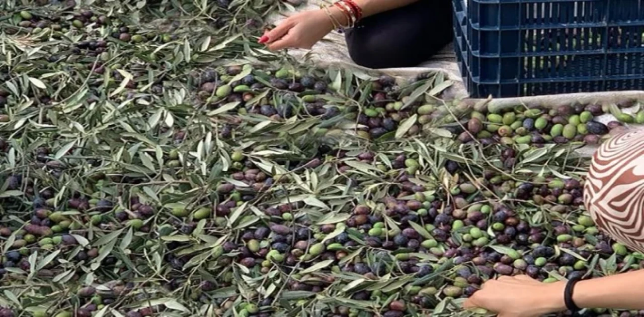 İzmir Şirince’de hem tatil, hem de zeytin hasadı deneyimi