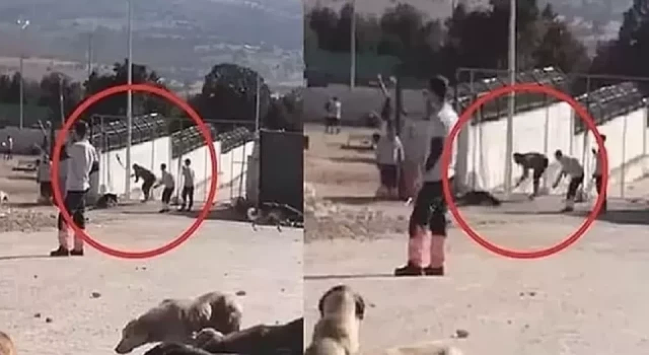 Konya'da köpeklerin kürekle katledildiği vahşette istenen cezalar belli oldu