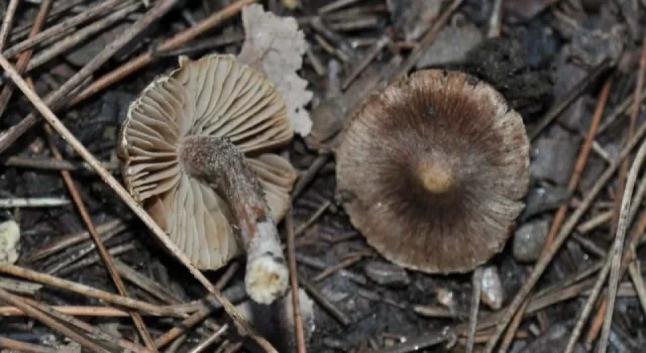 Kuşadası’nda yeni mantar türü keşfedildi: ’Inocybe Kusadasiensis’