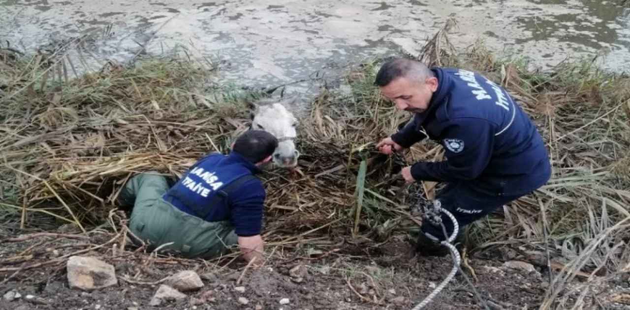 Manisa’da dereye düşen atı itfaiye kurtardı