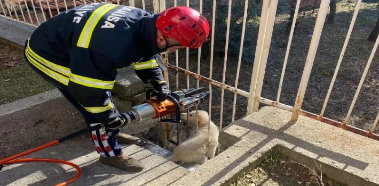 Sıkışan köpeğin imdadına itfaiye yetişti