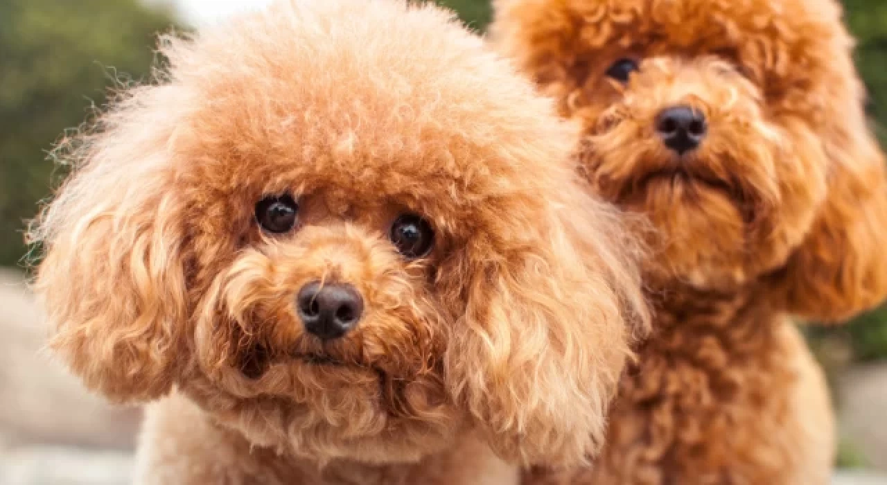 Sosyal medyanın etkisiyle Toy Poddle ve Pomeranian cinsi köpeklere ilgi artıyor