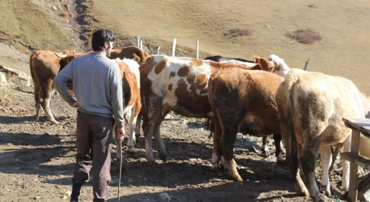 Üniversiteyi bitirip, köyünde çobanlık yapmayı seçti