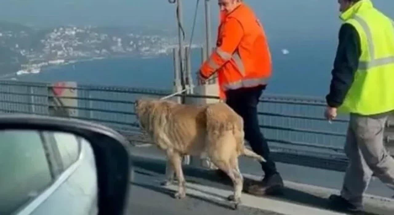 15 Temmuz Şehitler Köprüsü'ne giren köpek, güvenlik görevlilerince yakalandı