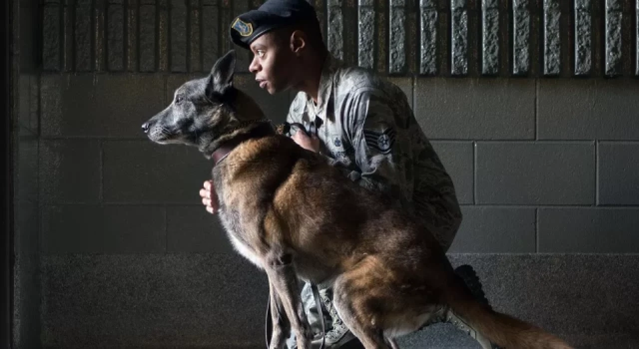 Dünyanın en akıllı köpek cinsi belli oldu