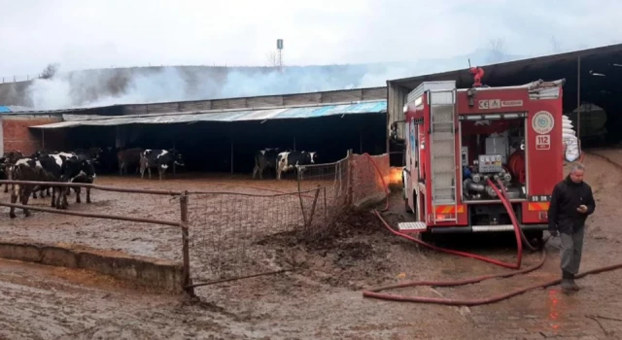 Tekirdağ'da çiftlik yangını; 2'si yavru köpek 6 hayvan öldü