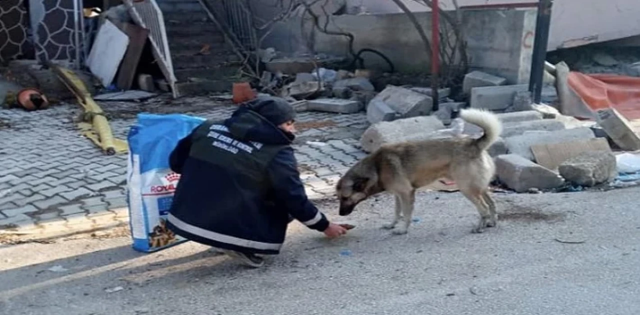 Afet bölgesindeki can dostlara Osmangazi şefkati