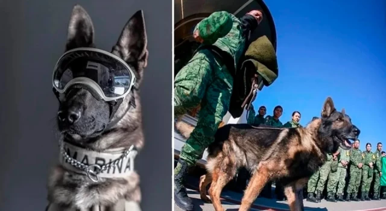 Arama-kurtarma çalışmaları için dünyanın öte ucu Meksika'dan gelen köpek Proteo'yu kaybettik