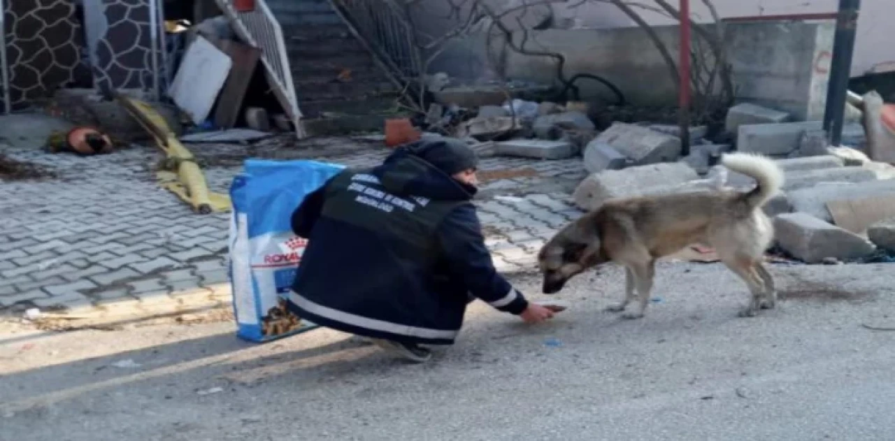 Bursa Osmangazi’den afet bölgesindeki can dostları unutmadı