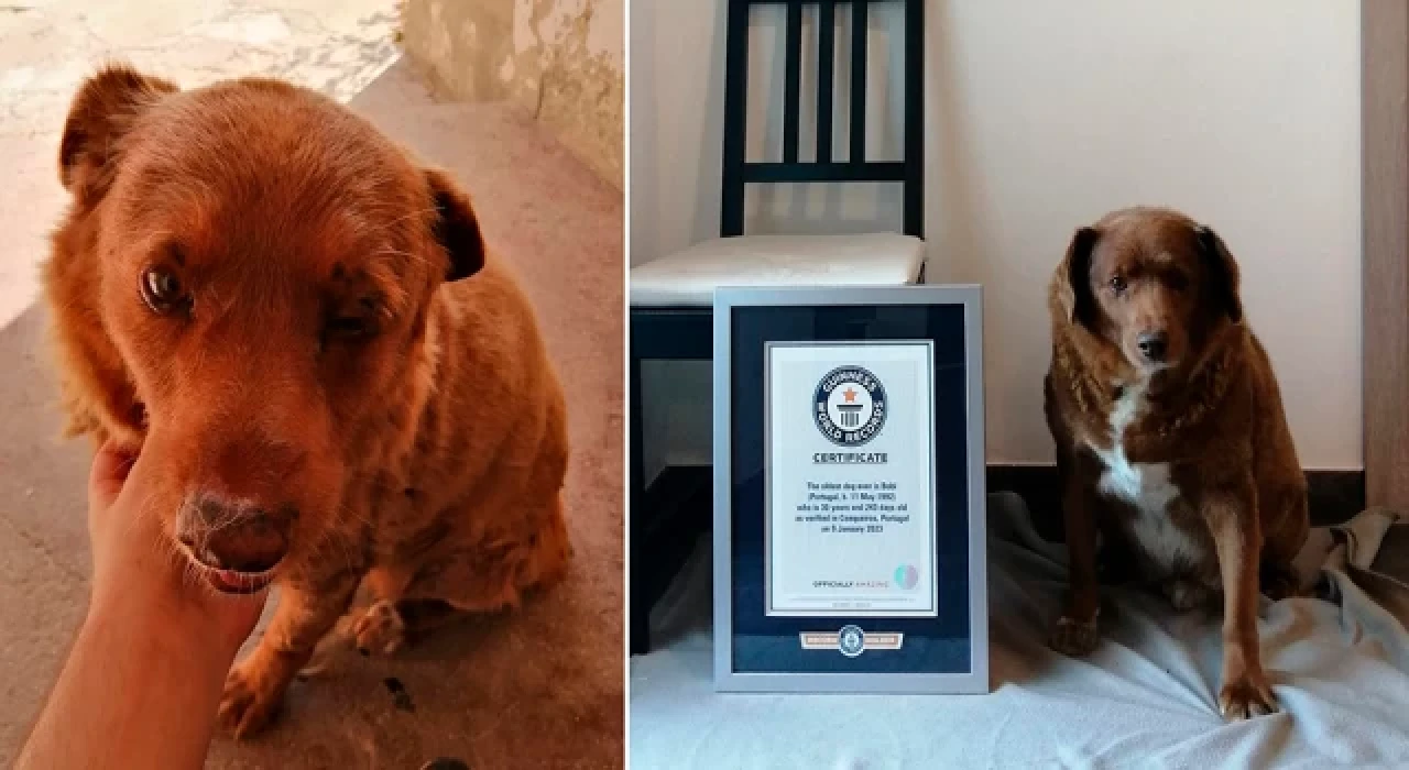 En yaşlı köpek rekorunu 30 yaşındaki Bobi kırdı