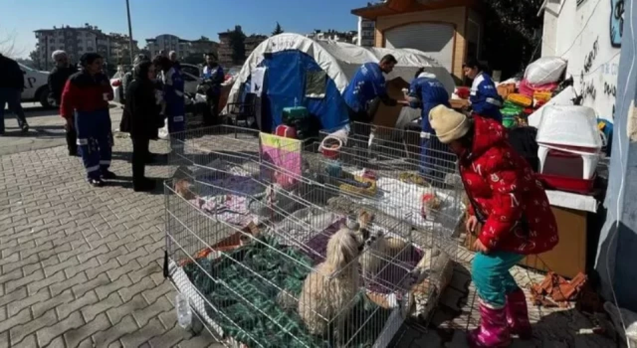 Enkazdan çıkarılan hayvanlar için sahra çadırı kuruldu