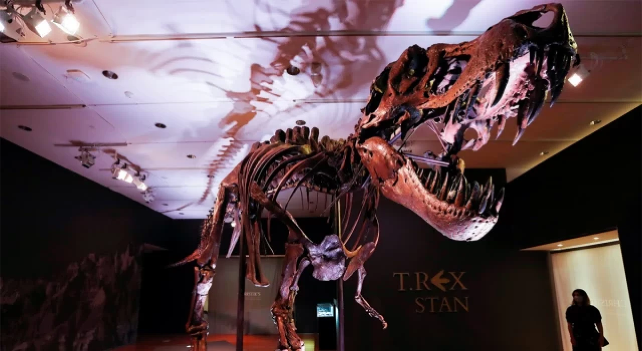 67 milyon yıllık dev T-Rex iskeleti açık artırmayla satılacak