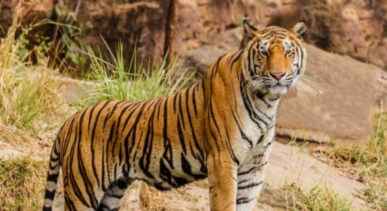 ABD'de iki kaplan safari parkından kaçtı