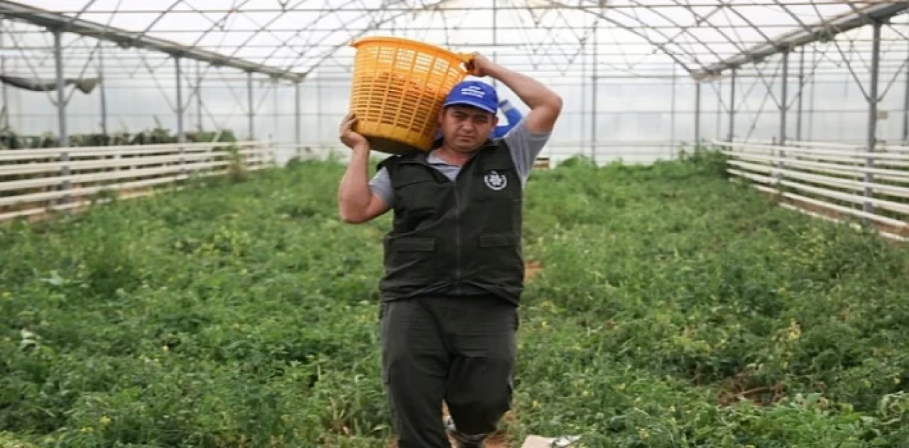 Aydın Büyükşehir Belediyesi Bu Yıl da Ata Tohumlarından Sebze Hasadına Başladı