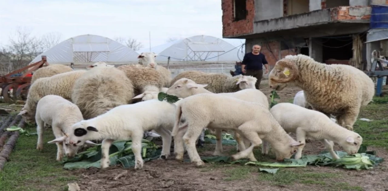 İzmit’te hibe hayvanlar yavrulamaya başladı