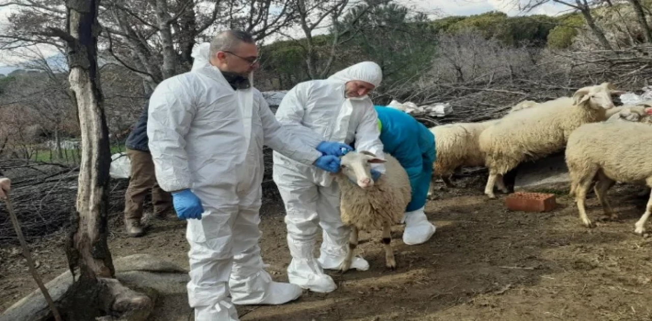 İzmit’teki küçükbaş hibelere ’şap’ ertelemesi