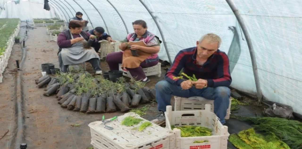 Diyarbakır Büyükşehir personeline ’fidan aşılama’ eğitimi