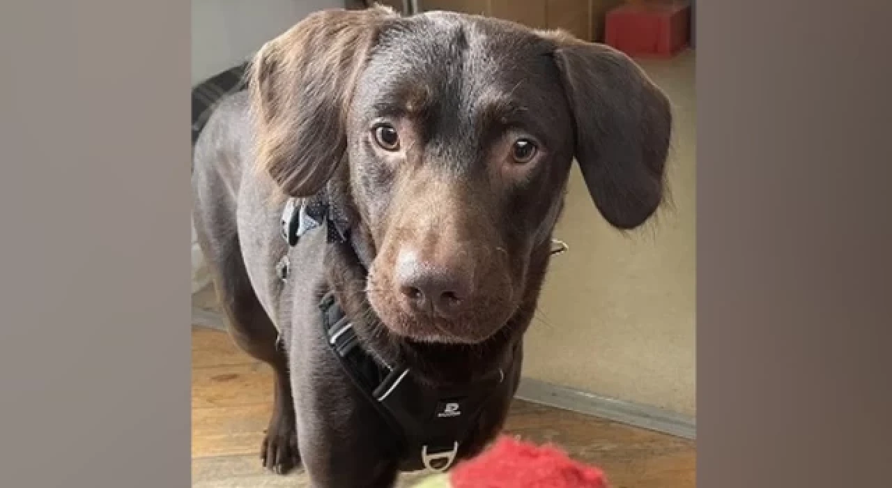 Sahibinin içkilerini içip alkolik olan köpek, yoksunluk krizleri sonrası tedavi altına alındı