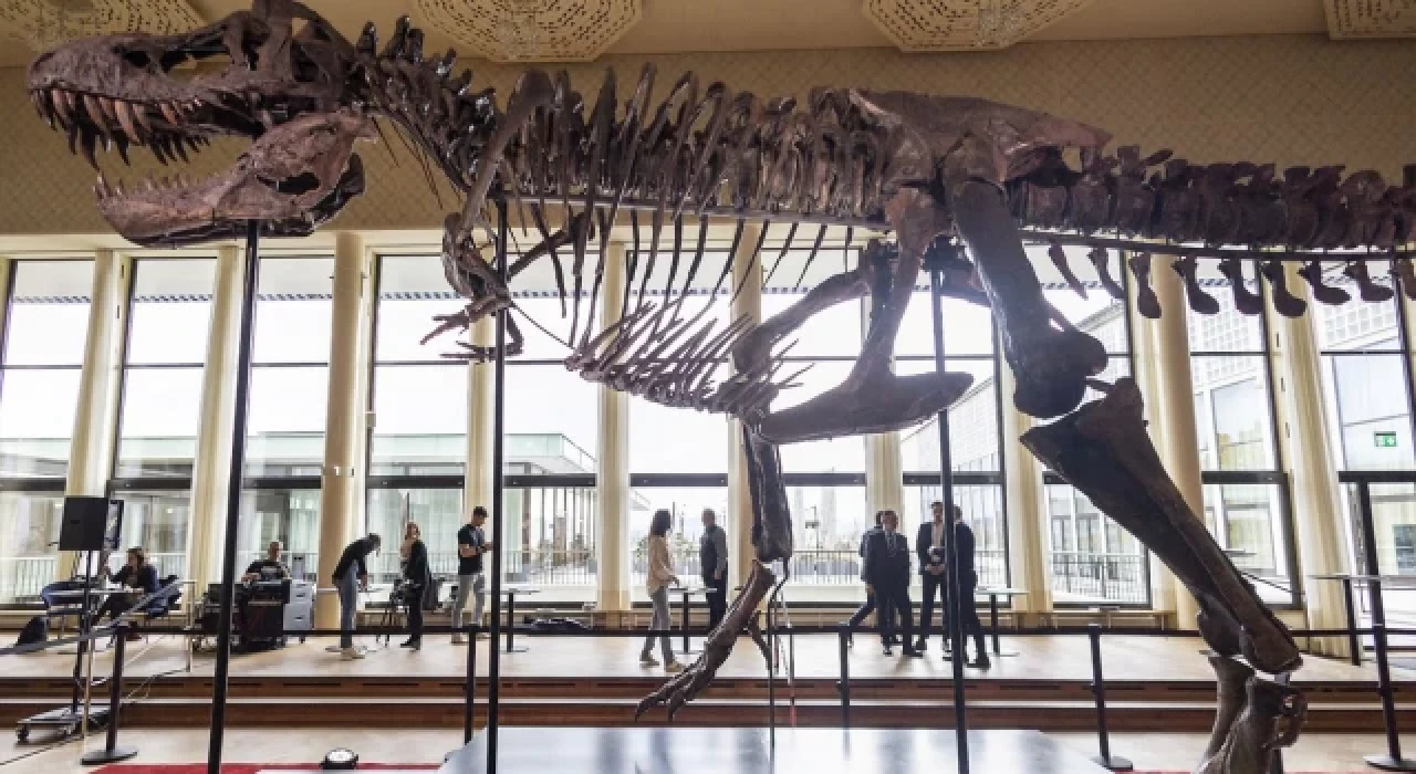 T-Rex iskeleti 6,2 milyon dolara satıldı